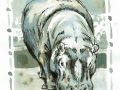 16-fat- Nilpferd