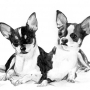 chihuahua_by_jaanasartwork-d323pwr