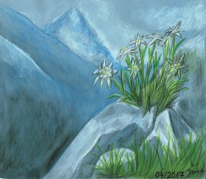 Edelweiss drawing