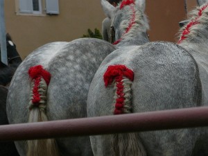 percheron