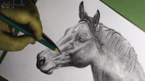 Horse portrait drawing grayscale with pencil A4